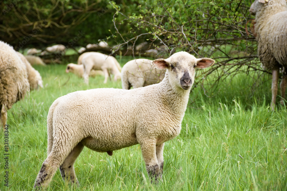Naklejka premium Young sheep in nature, on meadow.