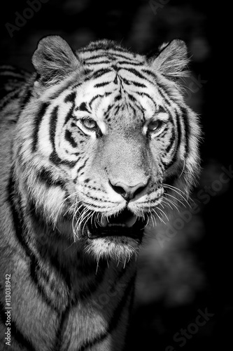 Portrait noir et blanc d'un tigre