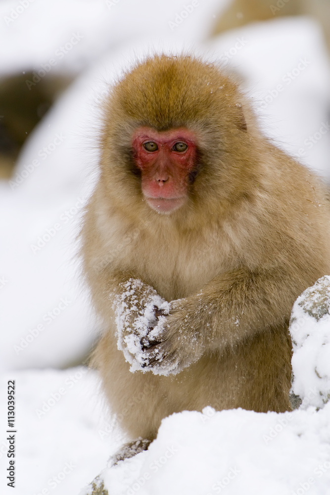 Young Japanese macaque (Macaca fuscata) (snow monkey), in the snow, Joshin-etsu National Park, Honshu, Japan Young Japanese macaque (Macaca fuscata) (snow monkey), in the snow, Joshin-etsu National Park, Honshu, Japan