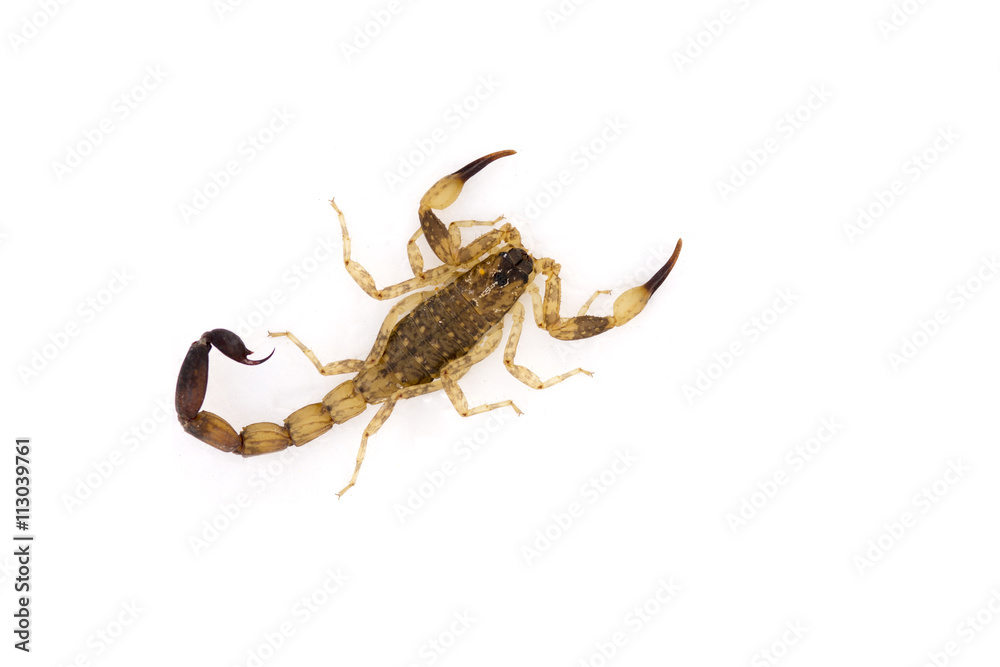 isolated scorpion