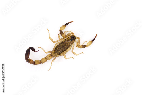 isolated scorpion © ijasper