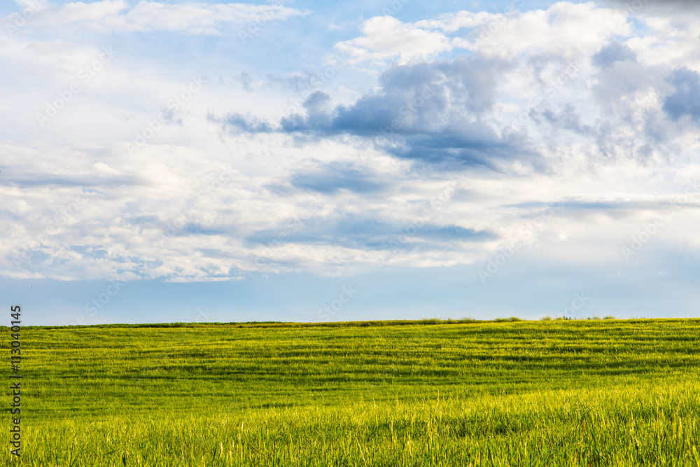 Field of grass and cloudy sky Field of grass and cloudy sky