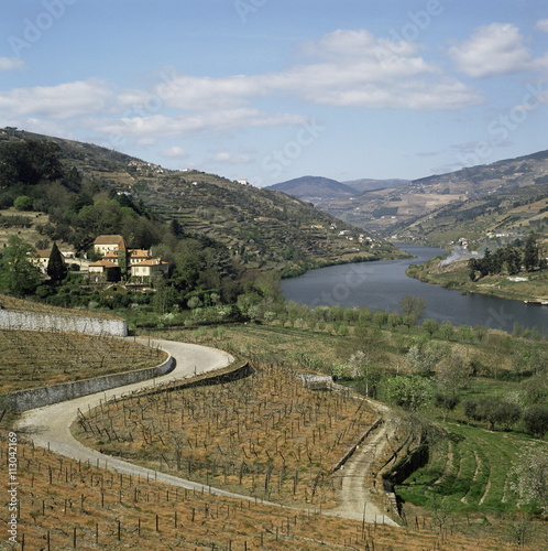 Vineyards of Quinta do Mourao, near Regua, Portugal photo