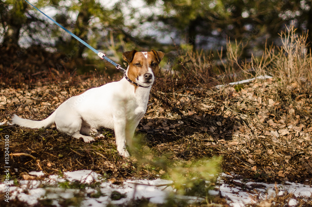 Jack Russell Terrier Jack Russell Terrier