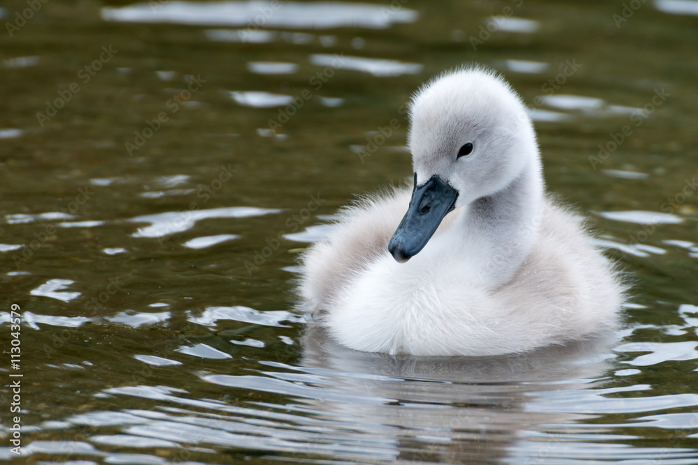 Cygnus Olor (white swan) in spring