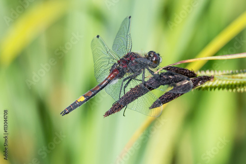 Große Moosjungfer (Leucorrhinia pectoralis) Männchen auf Schilfgras am Tümpel