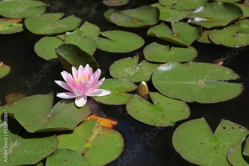 Pink water lily on the water