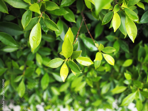 green leave and garden 