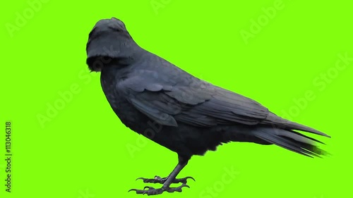 Crow - green screen