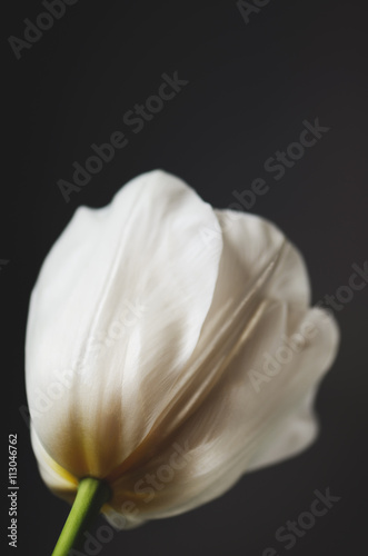 single white tulip on a dark background. horizontal, space for t