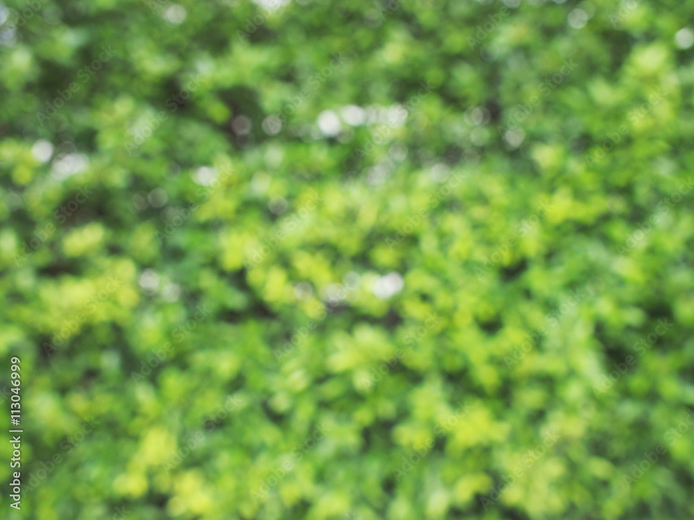 Obraz premium Green background Bokeh, background, blur 