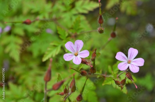 Herb-Robert (Geranium robertianum). photo