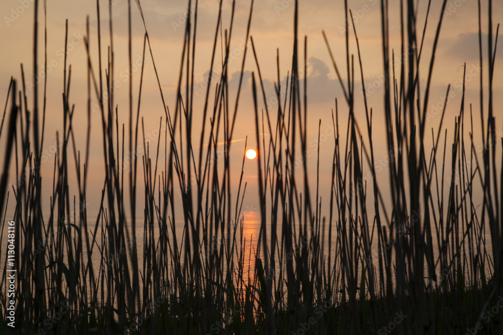 Sunset through silhouetted long grass in Mortehoe, Devon