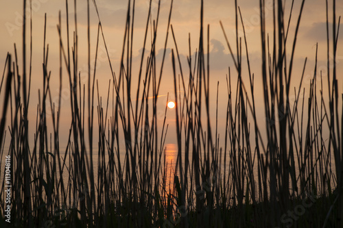 Sunset through silhouetted long grass in Mortehoe  Devon