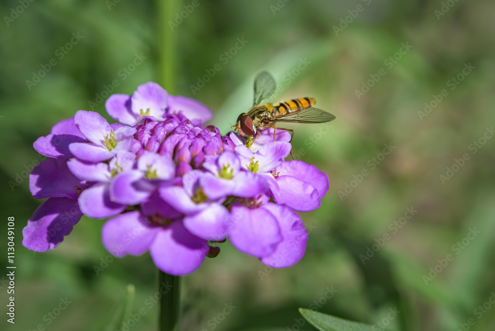 Hoverfly macro photography on purple flower. bee on flower