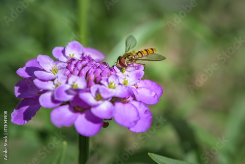 Hoverfly macro photography on purple flower. bee on flower