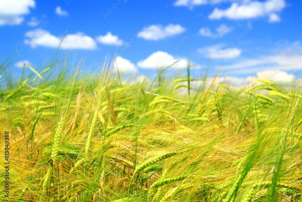 Beautiful scene of wheat field and blue sky with clouds Beautiful scene of wheat field and blue sky with clouds