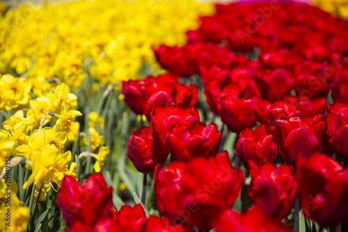 field with red tulips