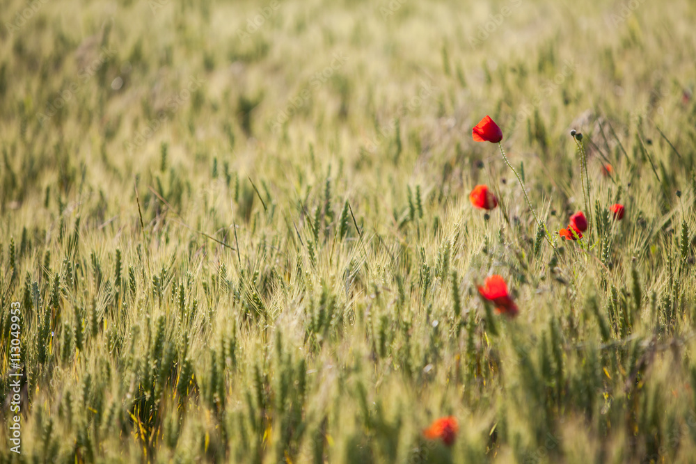 Fototapeta premium Wheat field in summer