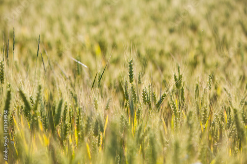 Wheat field in summer