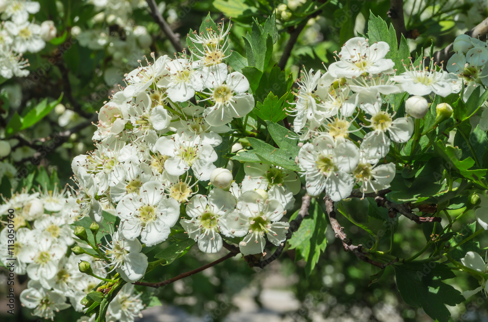 Blooming hawthorn Blooming hawthorn