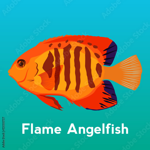 Flame Angelfish, exotic fish,tropical marine fish