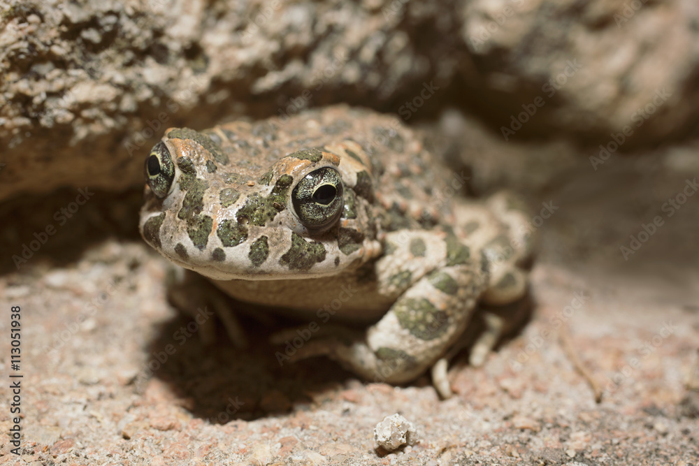 Close-up portrait of frog on rock Close-up portrait of frog on rock
