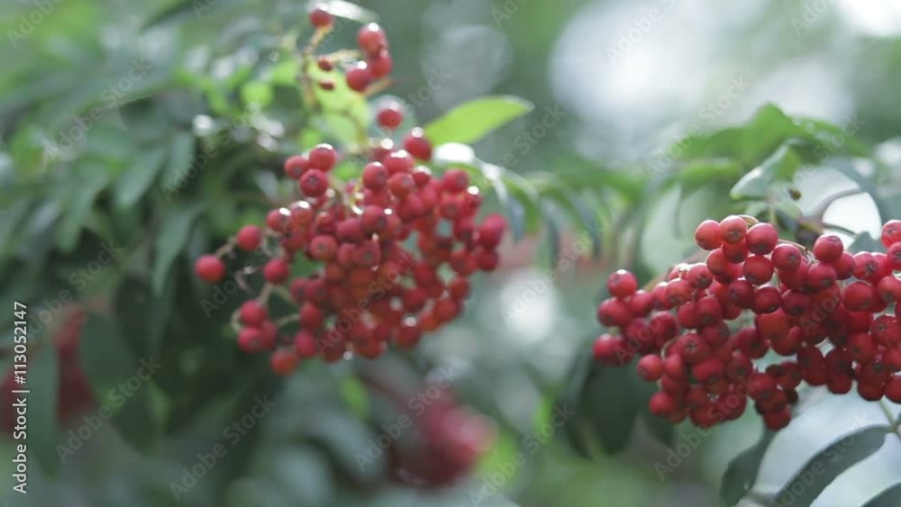Berries red rowan shoot close-up Berries red rowan shoot close-up