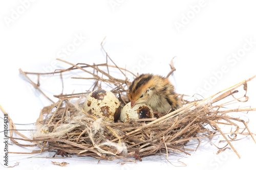 Yellow and brown baby quail on a white background