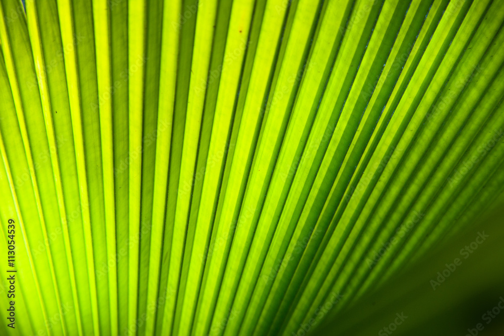 palm leaf palm leaf