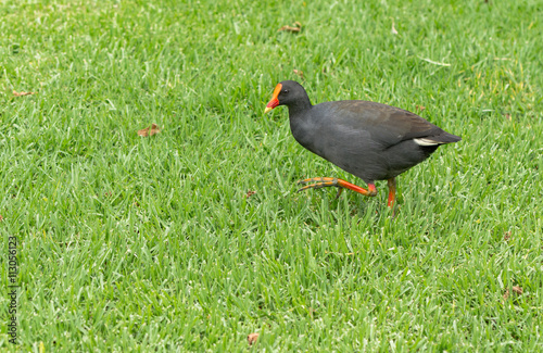 Black bird syndey park