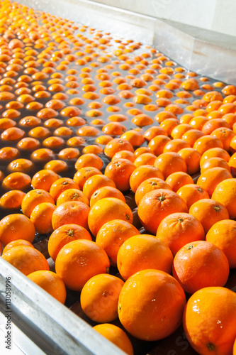 Tarocco orange fruits in a washing machine of a modern production line