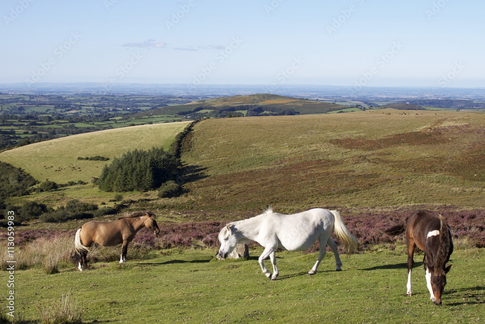 Dartmoor Ponies, Dartmoor, Devon Dartmoor Ponies, Dartmoor, Devon