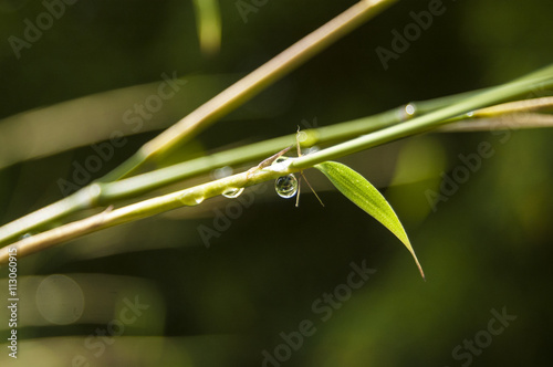 Wallpaper water drops on bamboo