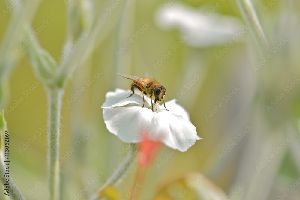 Insecte posé sur une fleur blanche Insecte posé sur une fleur blanche