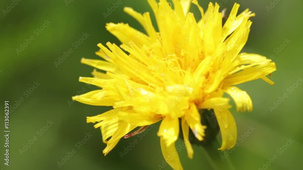 garden of italy yellow taraxacum flower and grass move by the wind in wild. garden of italy yellow taraxacum flower and grass move by the wind in wild.