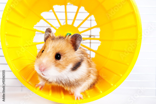 hamster running in the running wheel