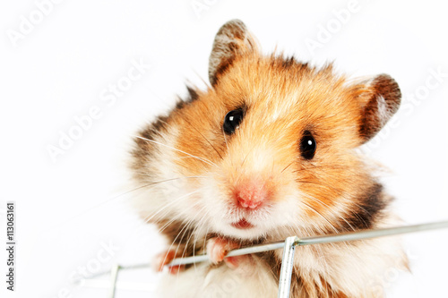 Hamster climbs up the cage photo