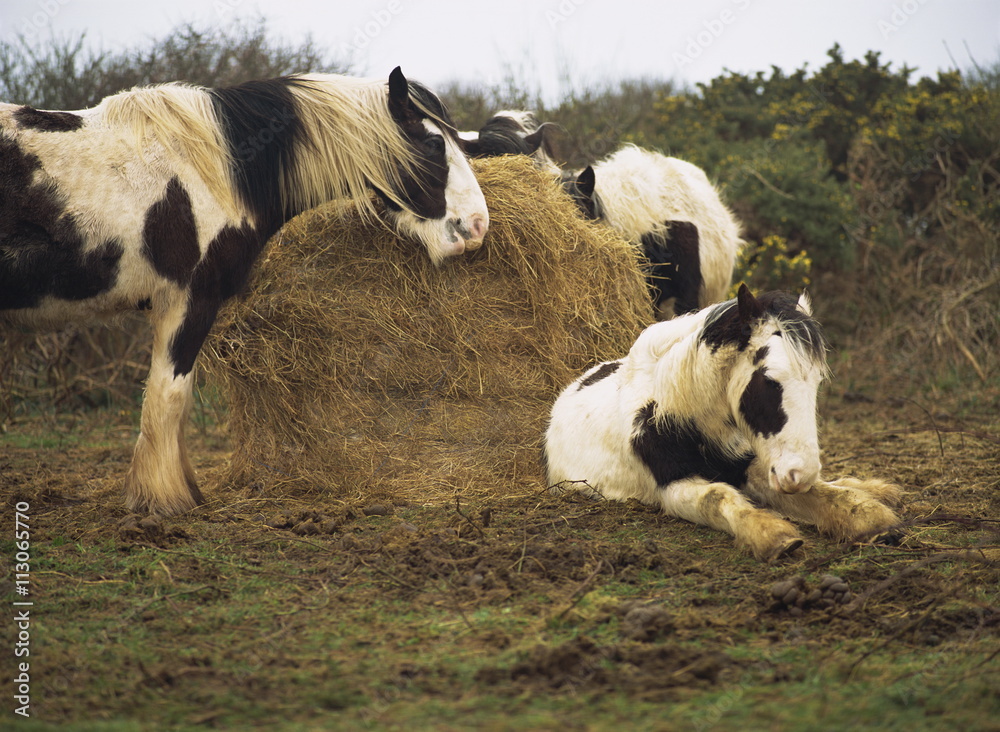 Piebald Welsh ponies around a bale of hay, Lydstep Point, Pembrokeshire, Wales Piebald Welsh ponies around a bale of hay, Lydstep Point, Pembrokeshire, Wales