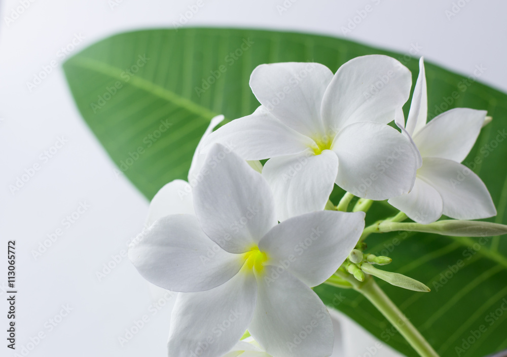 Obraz premium plumeria, nature, pretty aroma, aromatherapy, beautiful, beauty