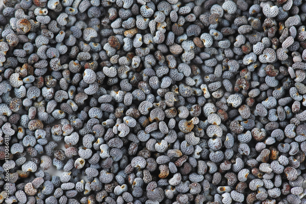 poppy seeds background poppy seeds background