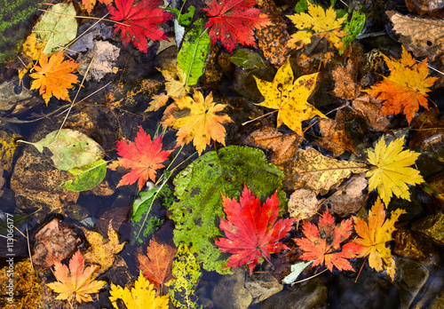 Fallen leaves, autumn maple, texture, multicoloured autumnal foliage