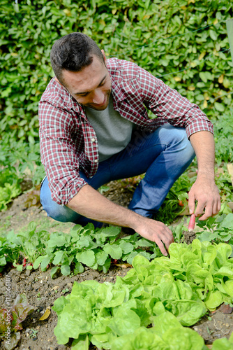 handsome young gardener growing organic bio vegetables
