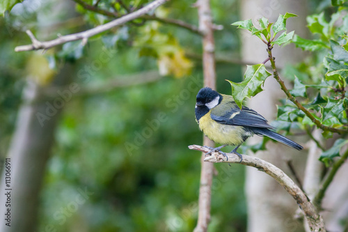 Great tit perched on branch