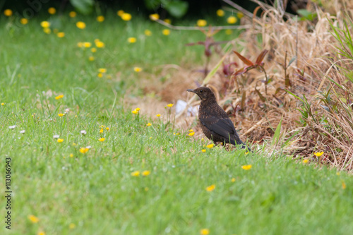 Female Blackbird
