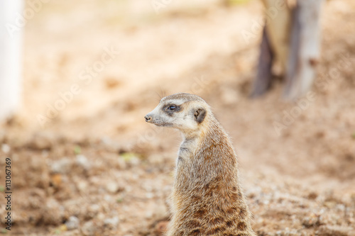 Meerkat photo