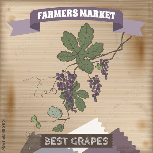 Farmer market label with grapevine color sketch.