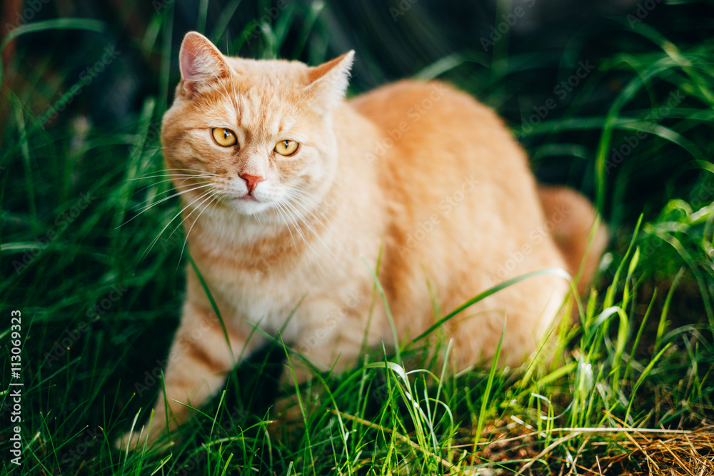 Red Cat Sitting In Green Spring Grass