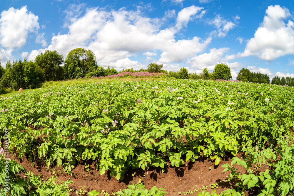 View on the potatoes plantation in summertime