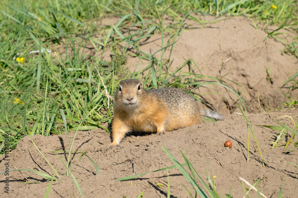 Fototapeta premium long-tailed ground squirrel (Spermophilus undulatus)
